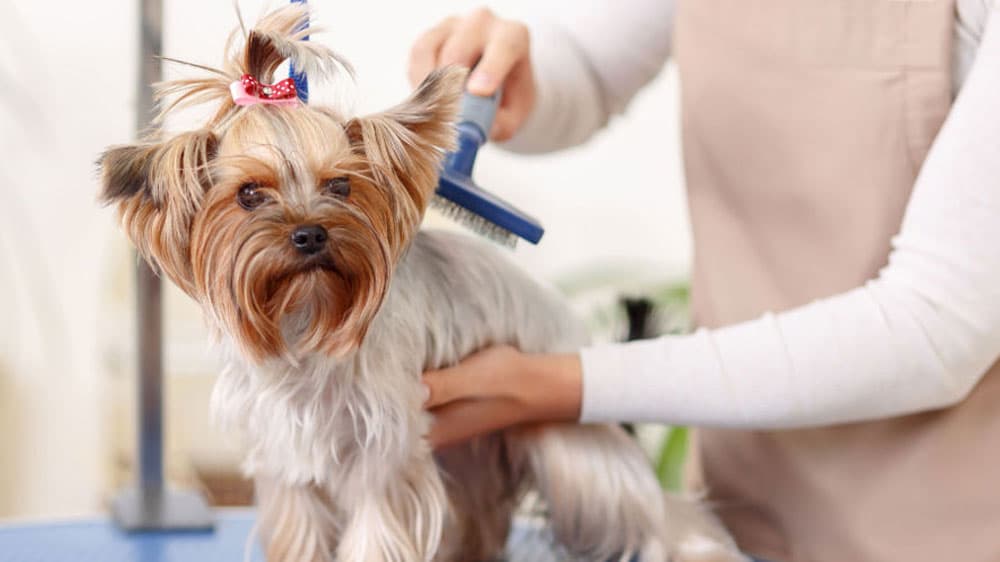 Pup-E-Tails: Your Ultimate Destination for Pet Cleaning and Pampering in Torrance, CA