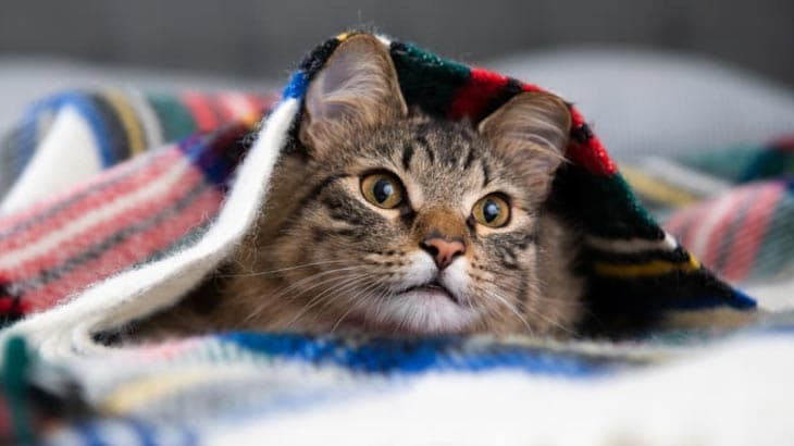 HOW TO KEEP YOUR CATS WARM AND COZY THIS WINTER SEASON.